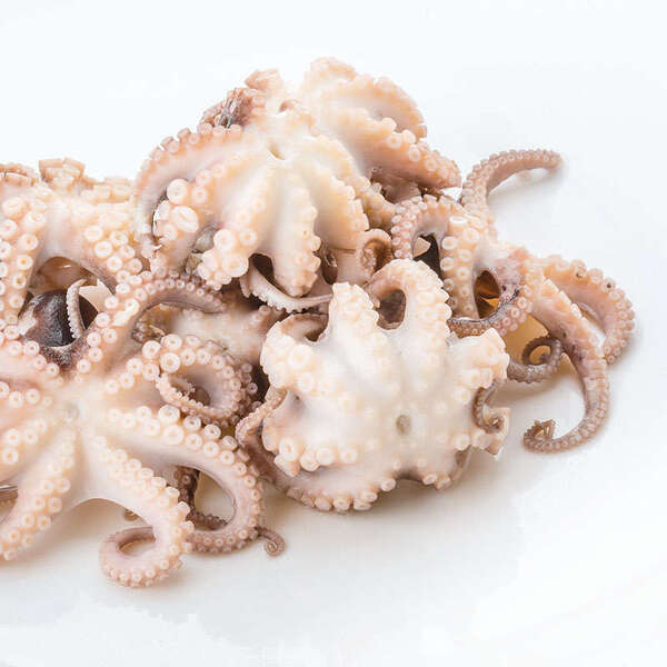 Baby-Oktopus Moscardini 1 kg